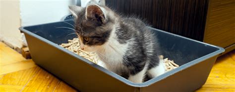 How To Housetrain Your Kitten Hartz