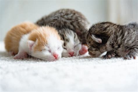 Cute Newborn Kitten Stock Image Image Of Animals Cuddly 88439957