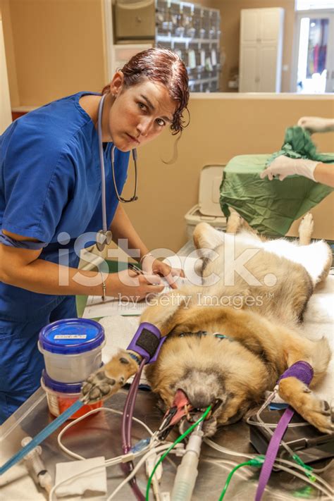 Veterinary Technician Monitors Anesthesia During Suregry Stock Photo