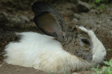 The Sleepy Rabbit Stock Photo Image Of Flower Beach 84165870