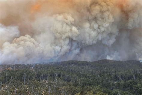 Fires Set Stage For Irreversible Forest Losses In Australia Anybody