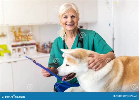 Female Vet Examining A Dog Sitting On An Examination TableÂ Stock Image