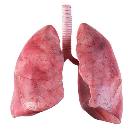 Real Human Body Lungs