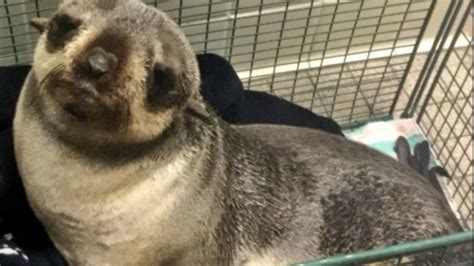 Fur Seal Pup Found In Calif Yard Miles From Ocean Nbc Southern