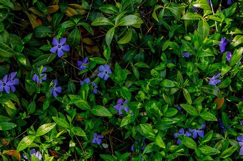 The 12 Best Ground Cover Plants For Slopes Essential Home And Garden