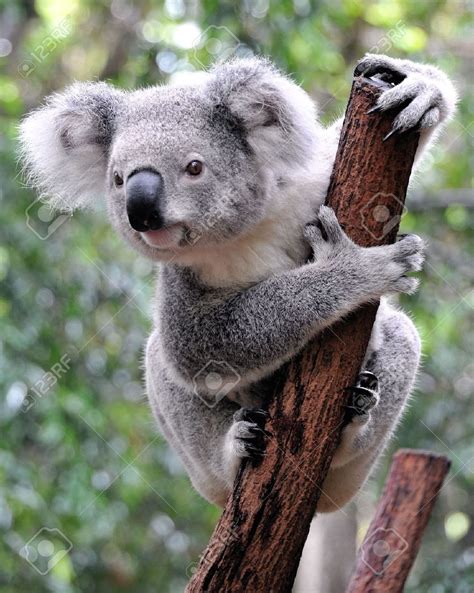 Free stock photos for commercial and editorial use. Koala Images, Stock Pictures, Royalty Free Koala Photos ...
