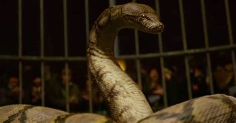 What Happened To The Real Life Snake That Inspired Nagini In Harry