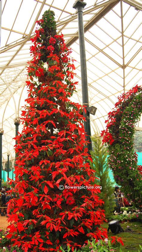 Free shipping on orders over $99 with arrive alive guarantee from the tree center. Lalbagh flower show january 2016 republic day photos gallery 2