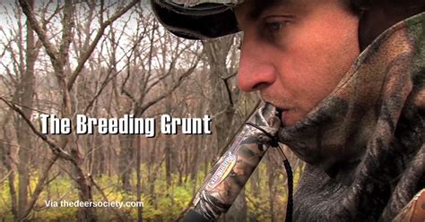 Deer Hunting Tips How And When To Use The Deer Grunt Call