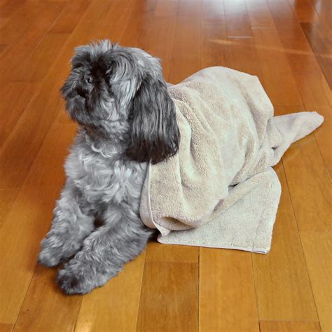 Dii Bone Dry Microfiber Pet Bath Towel With Embroidered Paw Print