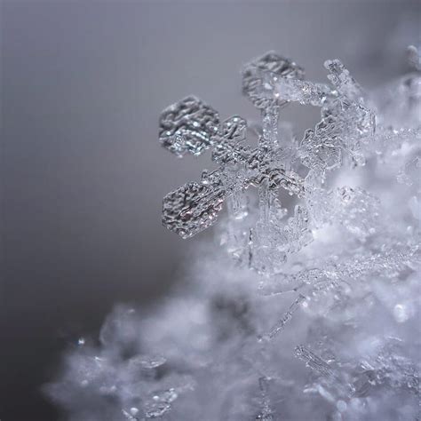 How To Photograph Snowflakes Learn Photography By Zoner Photo Studio