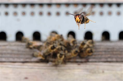 Bees Scream As They Are Killed By Murder Hornets Study Says