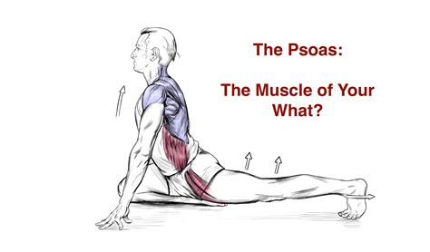 The Psoas Is Not The Muscle Of Your F Ing Soul Jory Serota