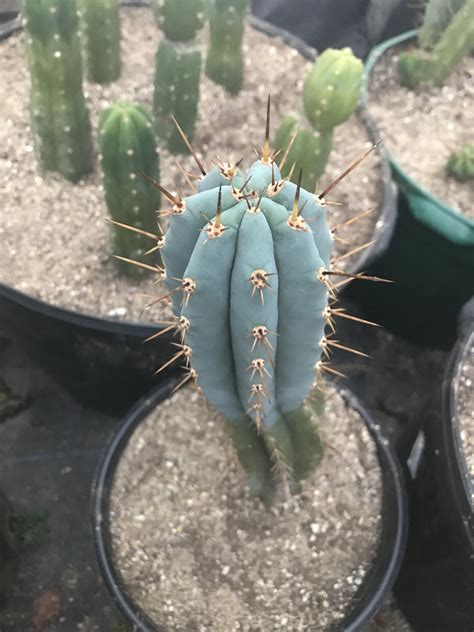 Prickly pear cactus are found in all of the deserts of the american southwest, with different species to find out more information and pictures of cochineal click here. Little Blue : cactus