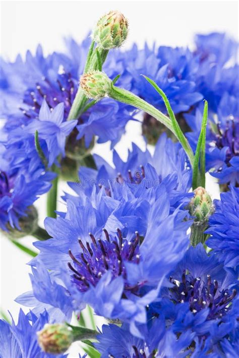 Bouquet Of Cornflowers Stock Image Image Of Blue Closeup 46135967