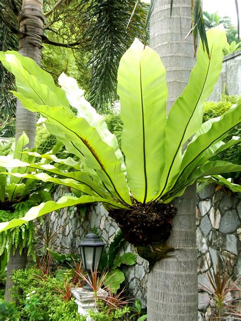 Tropical garden is very popular in asia. CHRISTOPHER ONG - My Footsteps. My Dreams. Beautiful ...