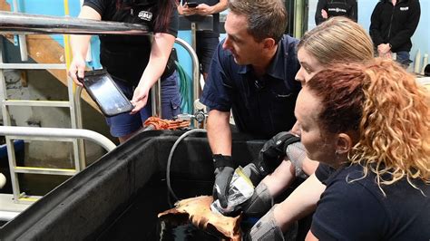 Video Aquatic Veterinarian Performs Ultrasound Exams On Sharks Clarius