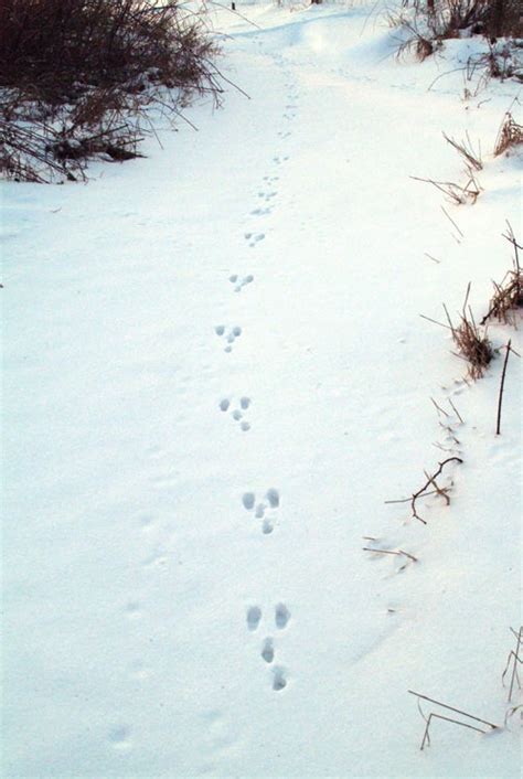 Rabbit Tracks Identification