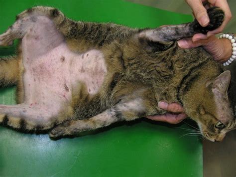 猫 かかと はげ 赤い->猫 かかと はげ 赤い ~ アニメ壁紙HD