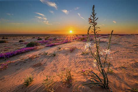 Sunset Desert Lily Photograph By Peter Tellone Fine Art America