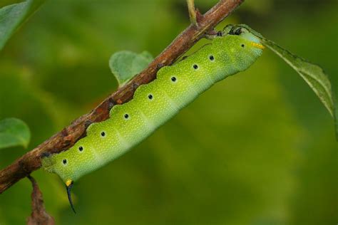 Snowberry Clearwing Moth Caterpillar Looked This One Up An Flickr