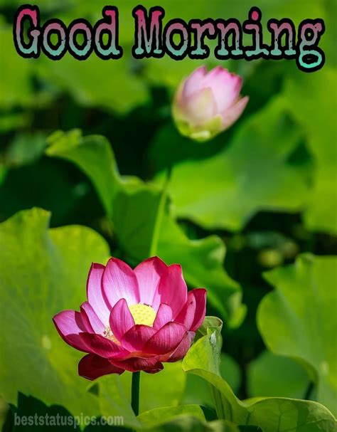 Good Morning Lotus Lily Flower Images Hd Updated 2021 Best Status Pics