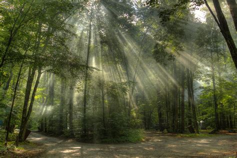 Sunlight In The Trees Morning Light Filtering Through The Flickr