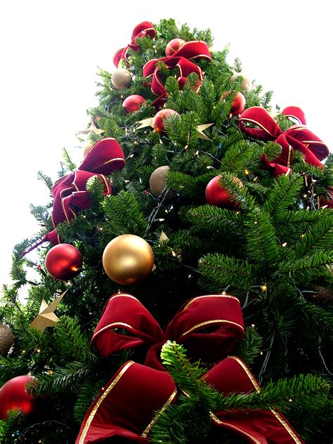 Filechristmas Tree Sxc Hu