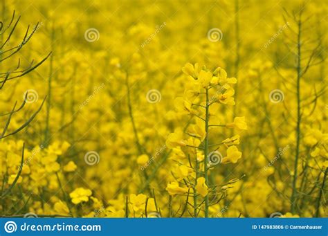 Yellow Flowering Rapeseed Plant In An Agricultural Field Stock Photo