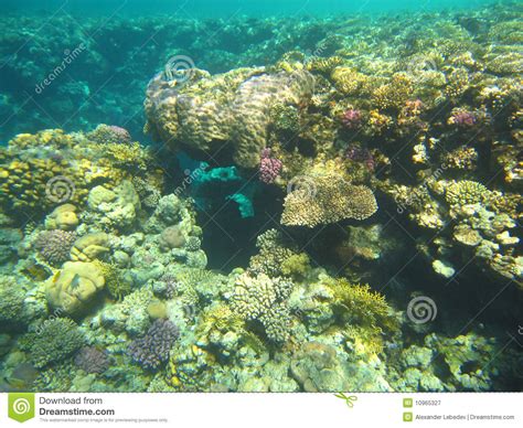 Coral Reef In The Red Sea Stock Image Image Of Coral