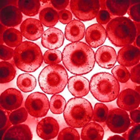 Peripheral Blood Mononuclear Cells For Biomarker Research