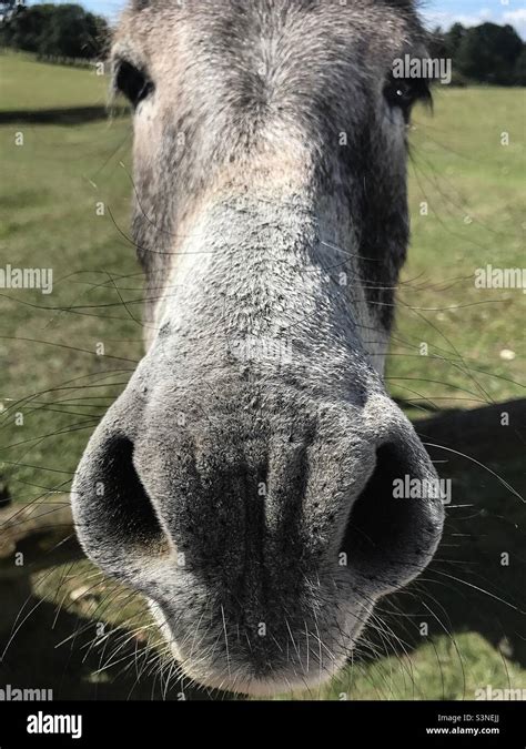 Donkey Nose Hi Res Stock Photography And Images Alamy