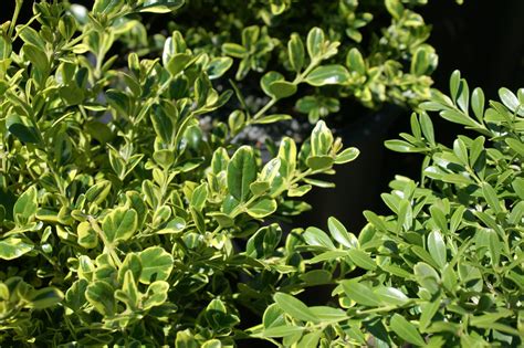 Buxus Microphylla Golden Dream Peergold 5 Karl Gercens Flickr