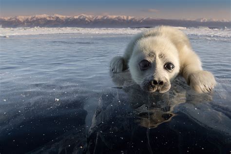 Cutest Baby Seal Enjoying The Snowy Banks Of Lake Baikal Russia Beyond