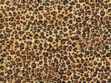 42 Leopard Wallpaper Phone On Wallpapersafari