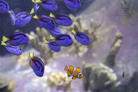 A School Of Regal Tangs Following A Clownfish Clownfish Regaltang
