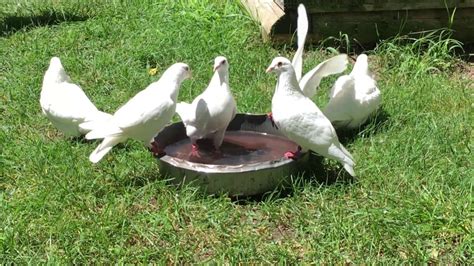 White Wedding Doves Taking A Bath Youtube