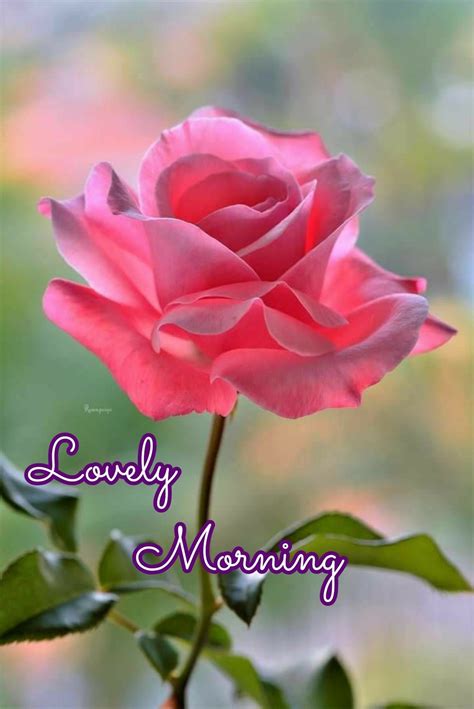 Incredible Collection Of 999 Good Morning Images With Beautiful Rose