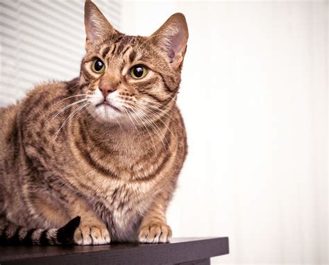 Best Cat Breeds For Apartment Living Ohmyapartment Apartmentratings