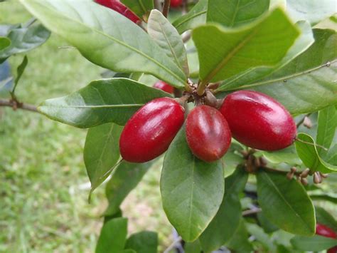 Miracle Fruit Tree For Sale In Florida Everglades Farm Order Now