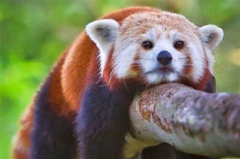 Pledge To Protect Wild Red Pandas Red Panda Panda Wild
