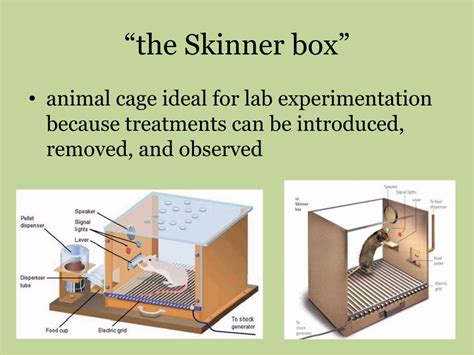 Ppt Operant Conditioning Powerpoint Presentation Free Download Id