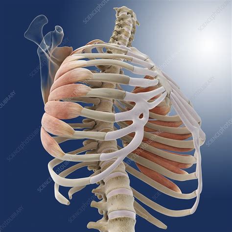 Serratus Anterior Muscles Artwork Stock Image C Science Photo Library