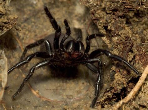 Carnivore, * avarege lifespan in the wilds: Australian Funnel Web Spider Facts | Sydney Funnel Web ...