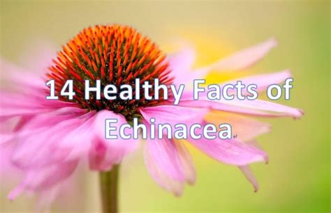 14 Healthy Facts Of Echinacea New Life Ticket