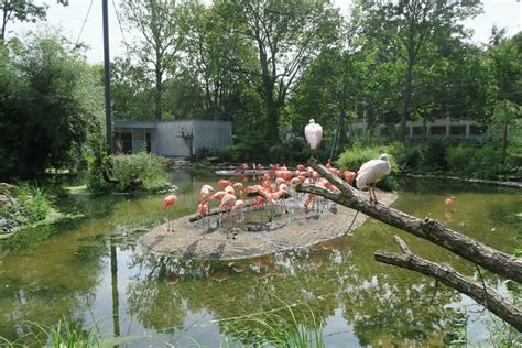 Flamingo Aviary Zoochat