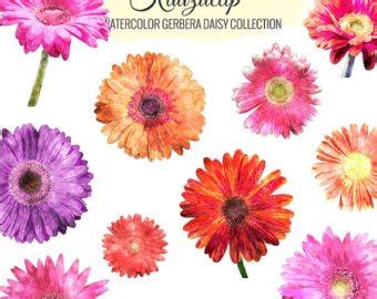 Gerbera Daisy Watercolor At Paintingvalley Com Explore Collection Of