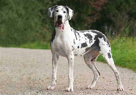 Great Dane Health Concerns 26 Common Questions Answered