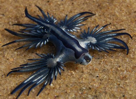 Blue Dragon Fish | Glaucus atlanticus, Blue sea slug, Sea slug