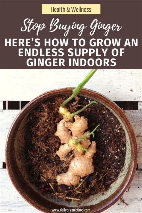 Stop Buying Ginger Heres How To Grow An Endless Supply Of Ginger Indoors Health And